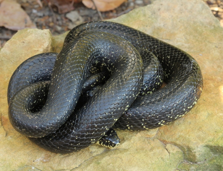 Eastern Black Kingsnake